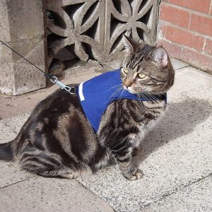 Mynwood Cat Jacket/Harness Blue Adult Cat
